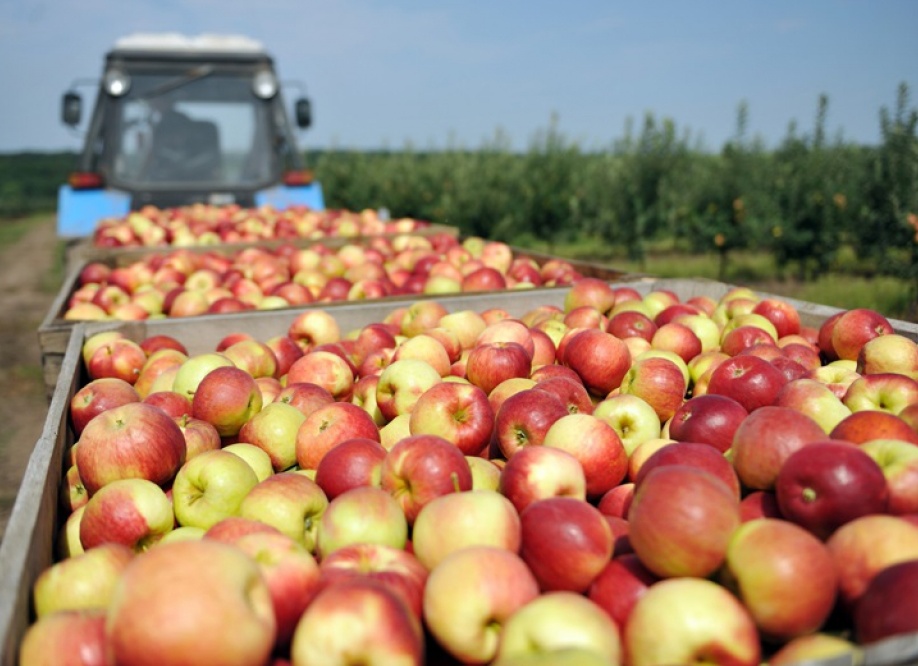 Фруктохранилище арочного типа утепленное ППУ в Брянске цена